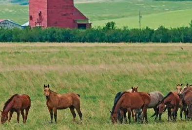 加農(nóng)業(yè)及食品加工業(yè)試點